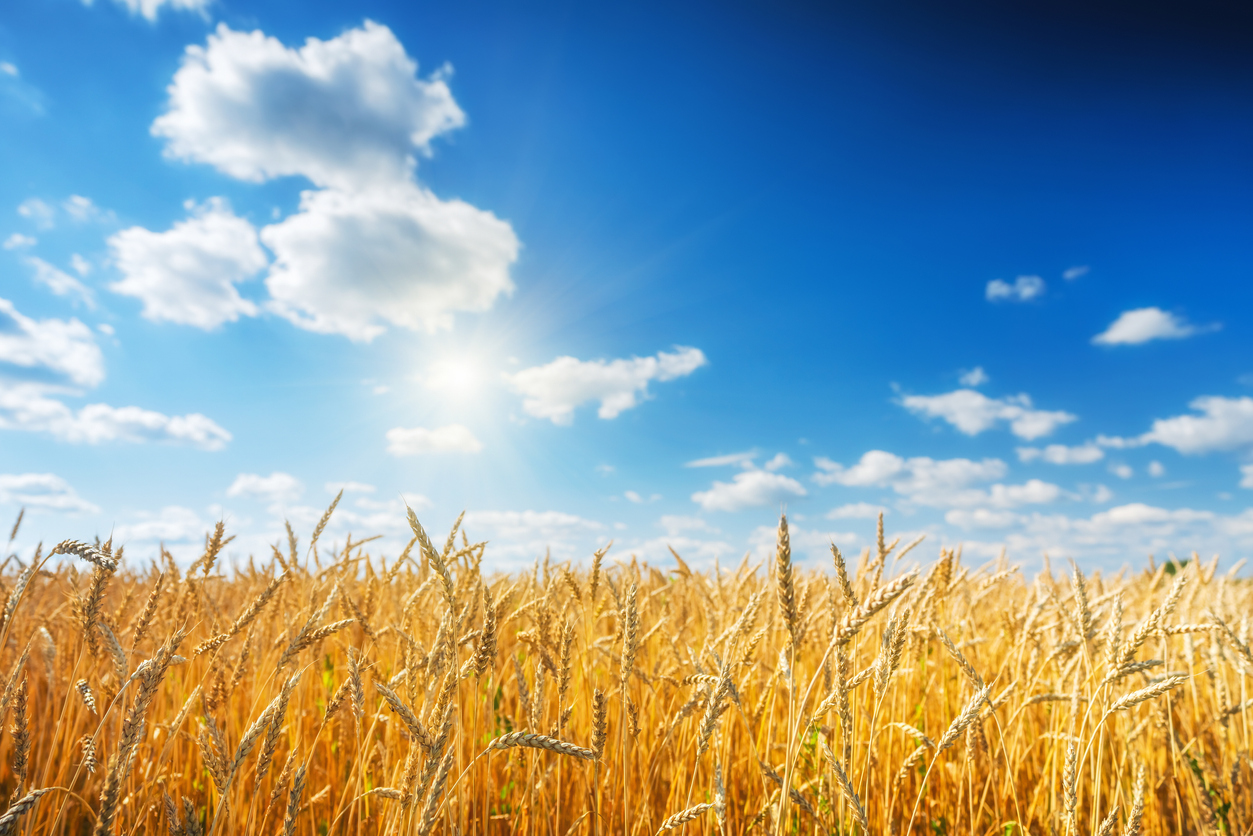 Grano Organico Wheat and Bulgur